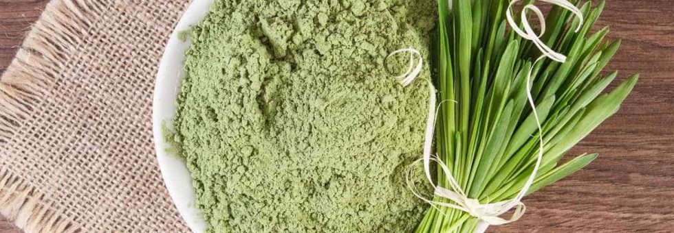 Barley grass and heap of young powder barley in bowl, body detox concept