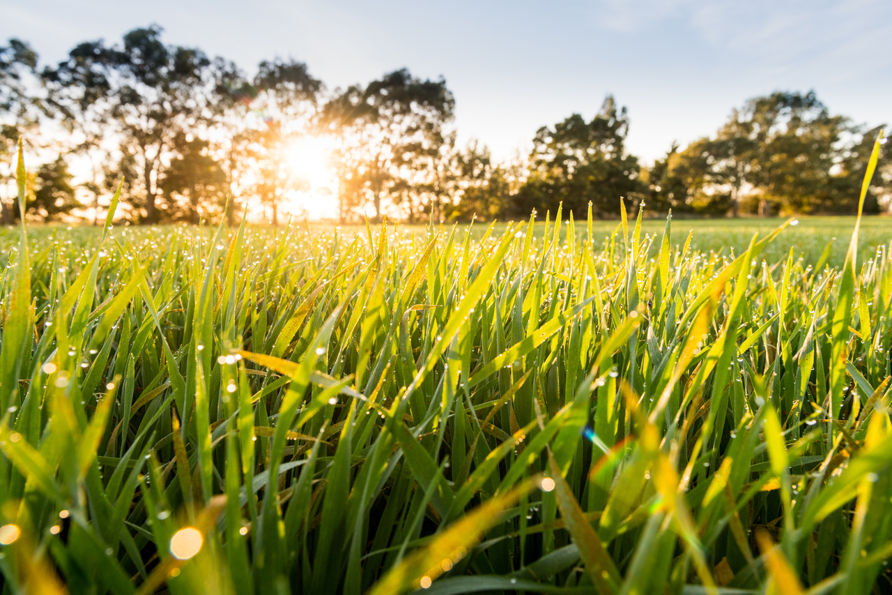 Our Best Barley Grass Products