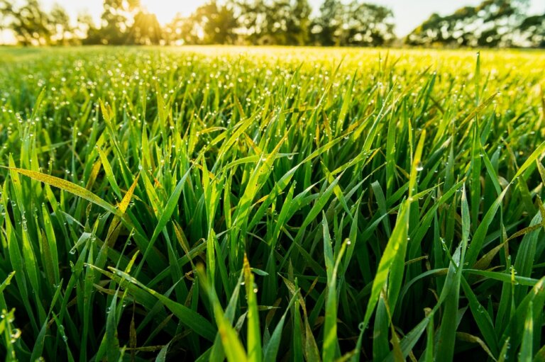 Barley Grass